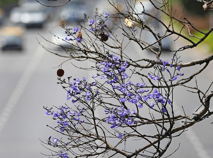 JACARANDAS